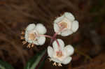 Pipsissewa <BR>Spotted wintergreen